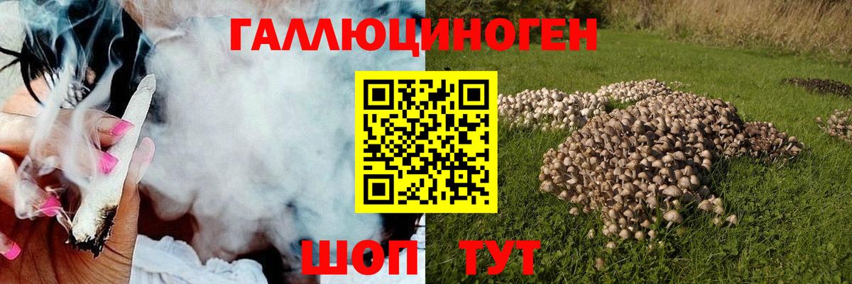 Псилоцибиновые грибы Psilocybe Уссурийск